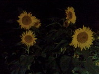1f277145.jpg