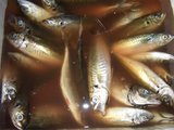 ���20060618