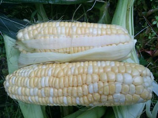 [����:e71cba56-s.jpg]