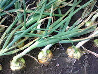 fa623136.jpg