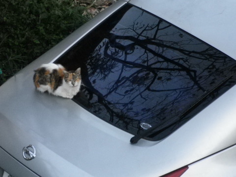 タケモトピアノみたいな猫 フットボールくまの旅 タケモトピアノみたいな猫 フットボールくまの旅