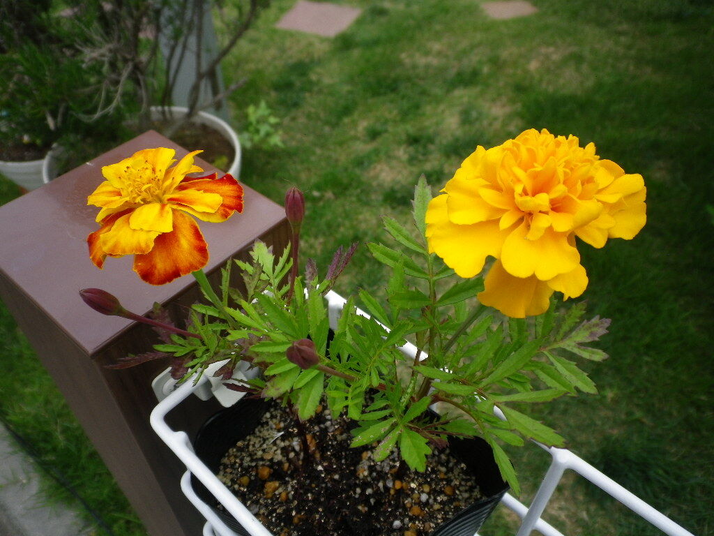 マリーゴールドも咲き始めています フットボールくまの旅
