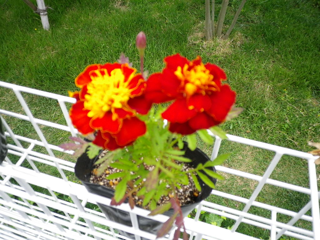 マリーゴールドも咲き始めています フットボールくまの旅