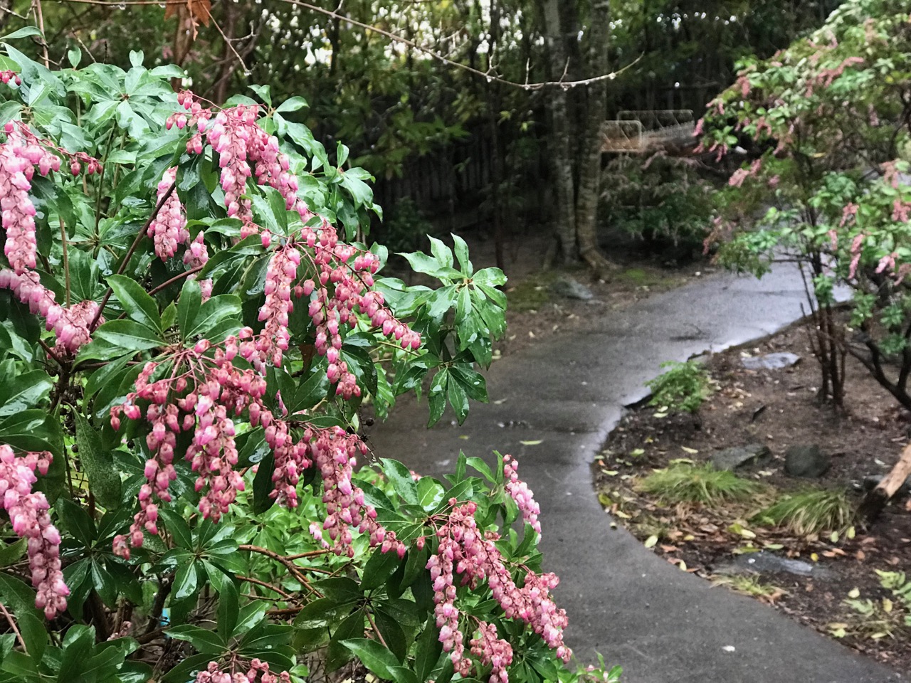 春を感じるアセビの花 Footpath ブログ 春を感じるアセビの花 Footpath ブログ