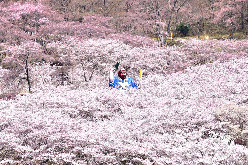 戸倉宿キティパーク 満開の桜と大天狗 すとらんどひゅーまん風まかせ