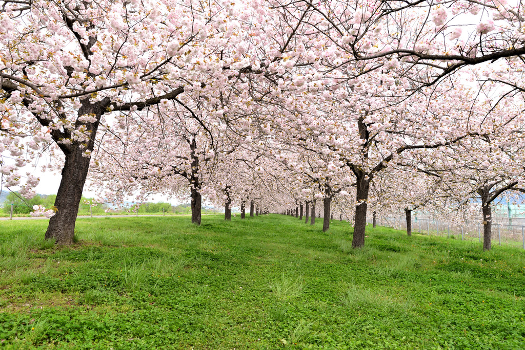 小布施の桜並木 八重桜 すとらんどひゅーまん風まかせ 小布施の桜並木 八重桜 すとらんどひゅーまん風まかせ