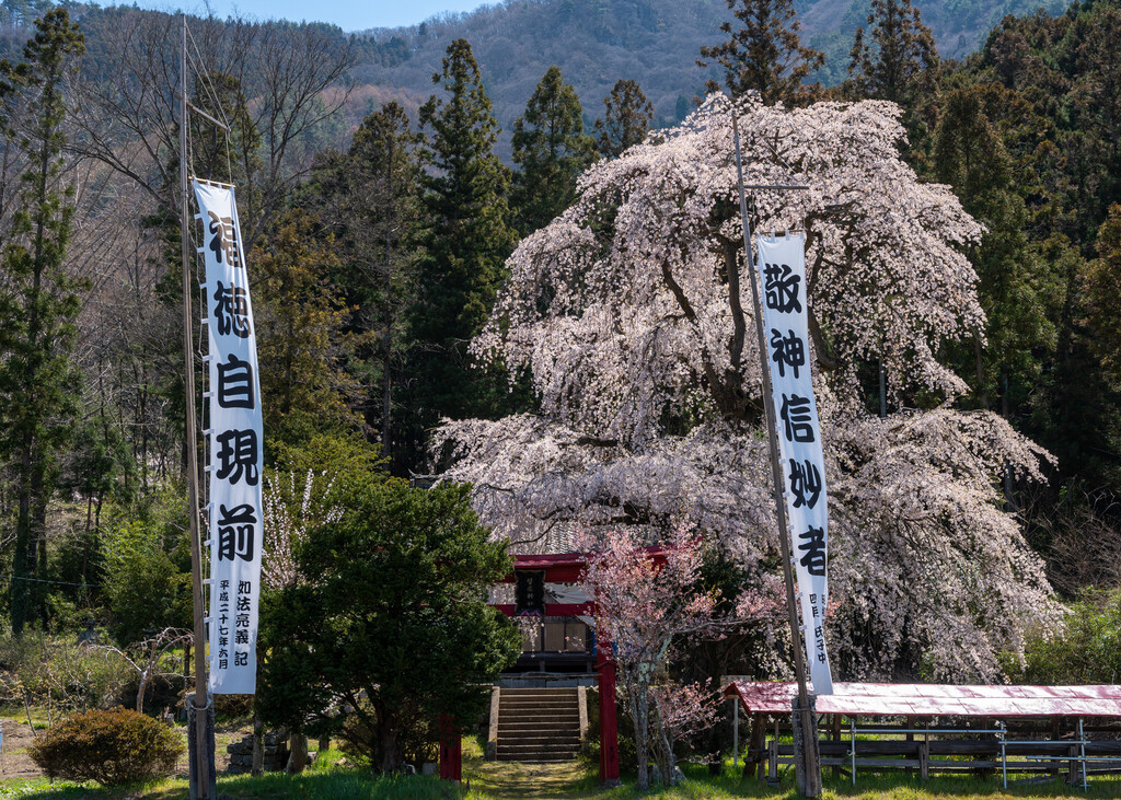 蟹原神社しだれ桜と野鳥 すとらんどひゅーまん風まかせ
