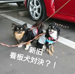 CollageMaker_20190421_172345059