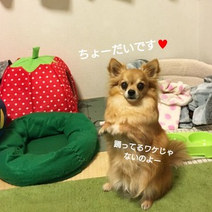 トマトトライアル４