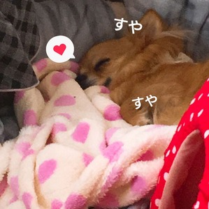 トマトトライアル５