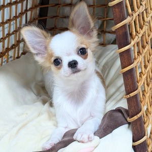 GridArt_20240715_183939547