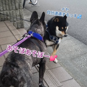 CollageMaker_20200429_190104976