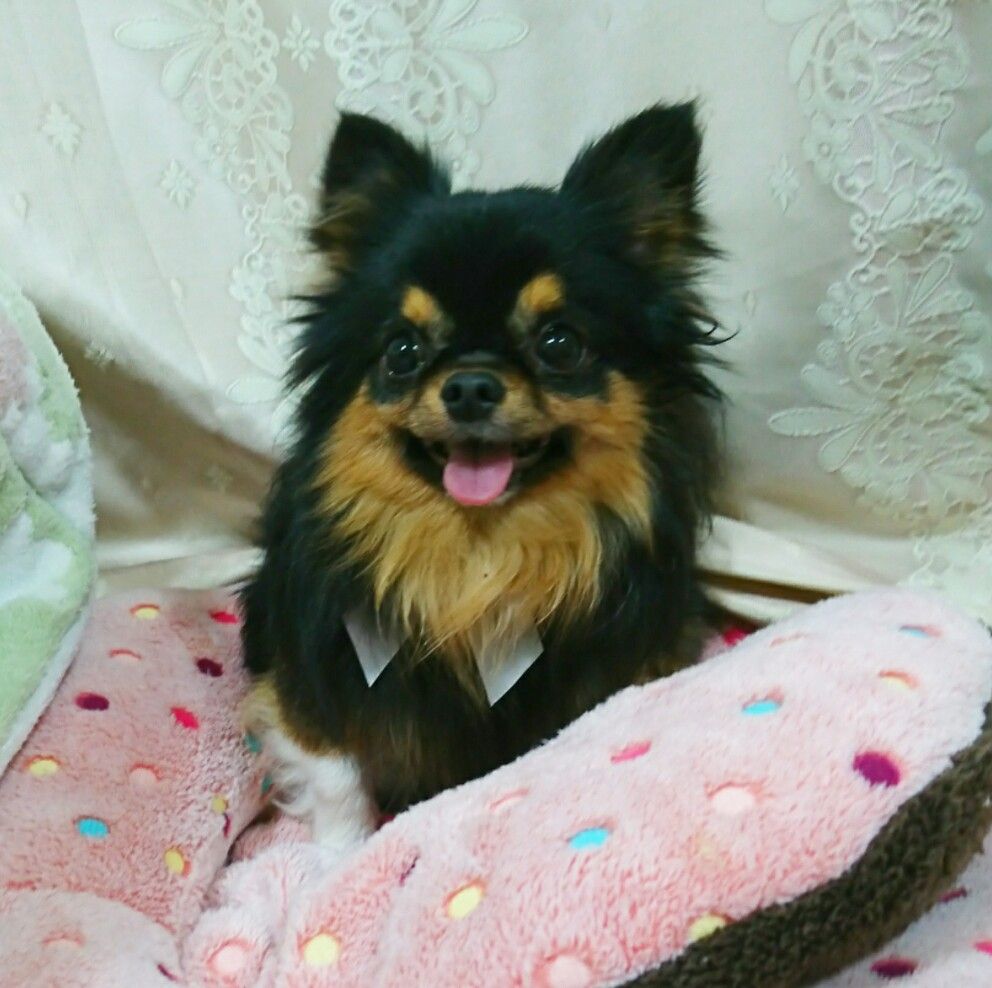 ちーず 募集開始します Go Forward Forわんdog