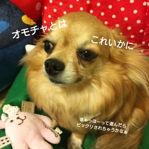 トマトトライアル