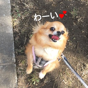 トマトトライアル２