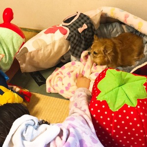 トマトトライアル３