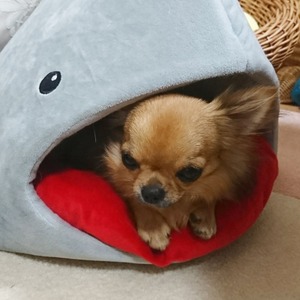 よつば5