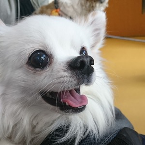 りお6