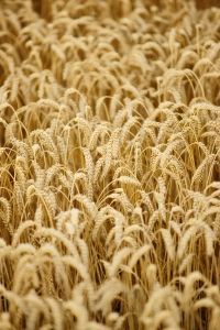 wheat