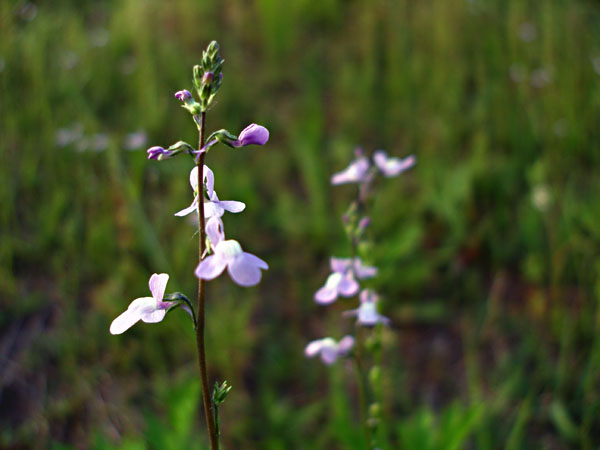 いろんなお花 野の花 たち はやしのなか