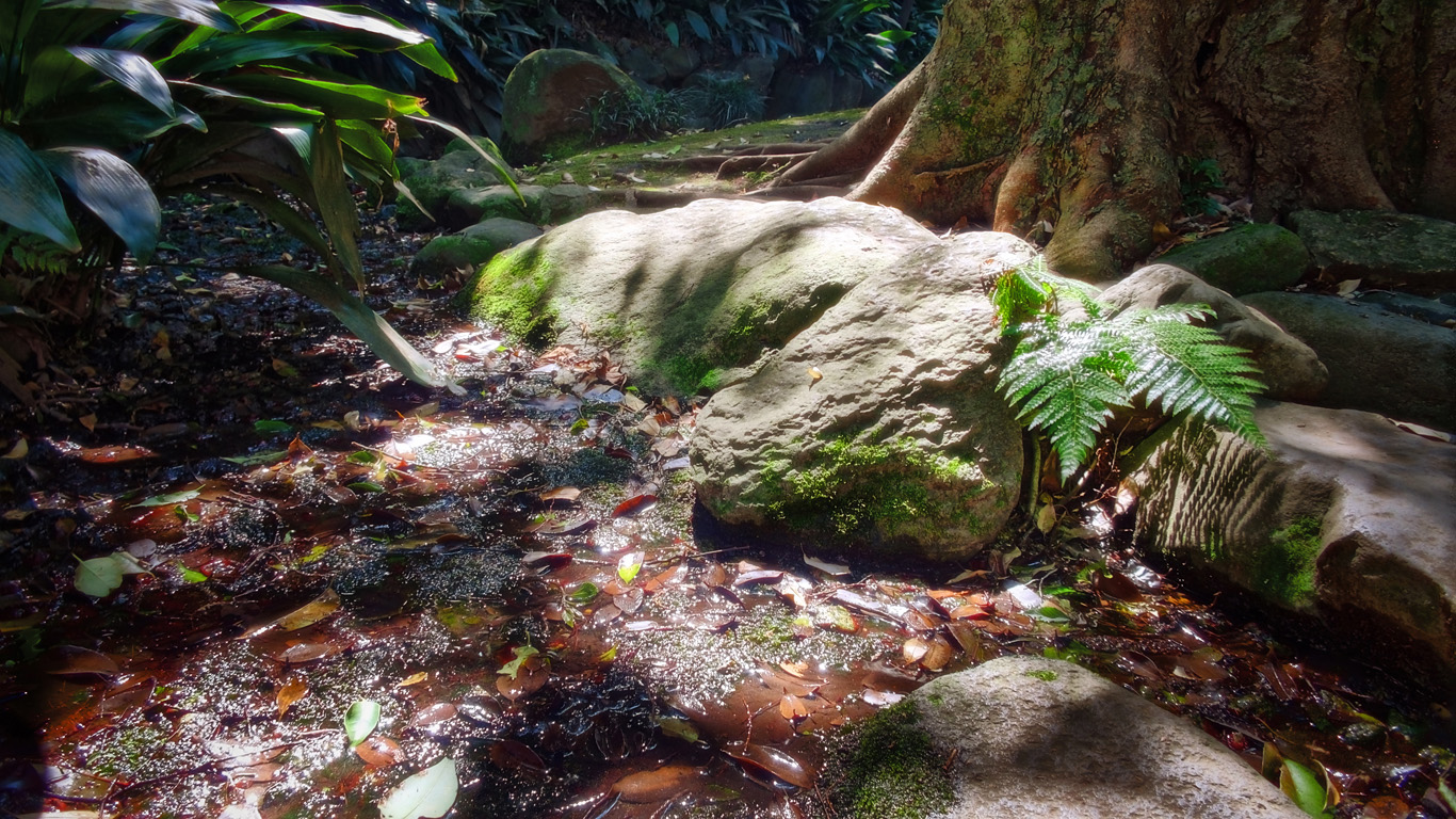 崖から染み出す地下水が流れるところに木漏れ日というのは涼しそうだという感じのhdr はやしのなか 崖から染み出す地下水が流れるところに木漏れ日というのは涼しそうだという感じのhdr はやしのなか