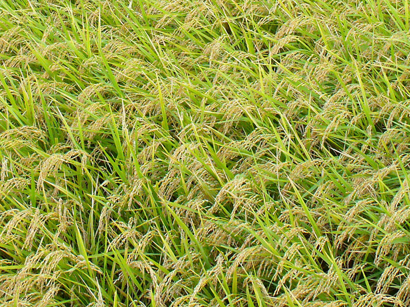 花粉症緩和米はどこへ向かおうとしているのだろうか はやしのなか