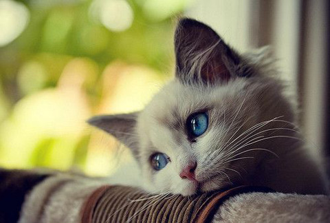 猫-o0500033813666886586