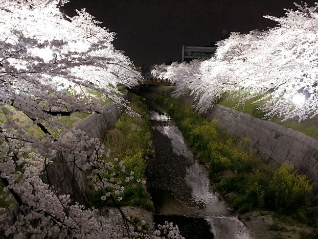yamazakigawa-sakura1