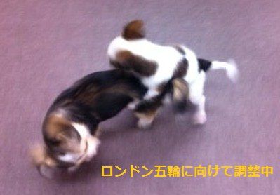 アマレス