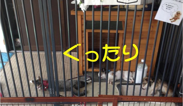 ぐったり