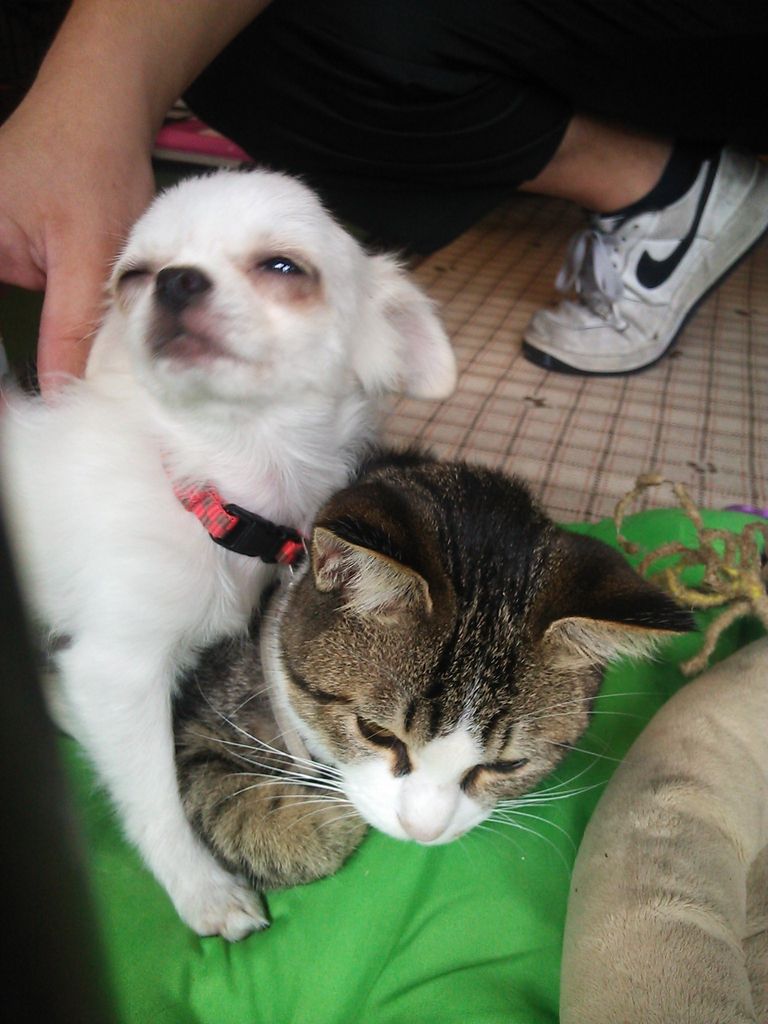 猫犬