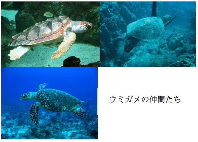 umigame
