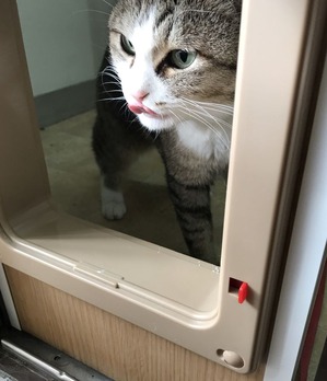 のぶなが