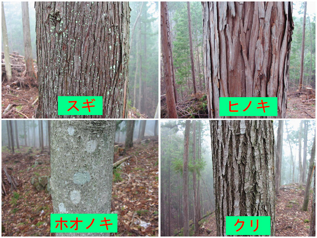 樹皮の違い 森の日記 修行中