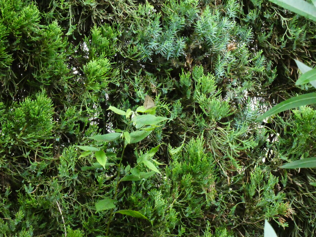 都市近郊の自然２０２０ヒメジャノメ ナミアゲハ ヤブラン コヤブラン ハギ ７月その６ 自然ふれあい記