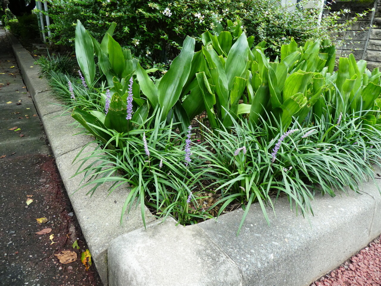 都市近郊の自然２０２０ヒメジャノメ ナミアゲハ ヤブラン コヤブラン ハギ ７月その６ 自然ふれあい記