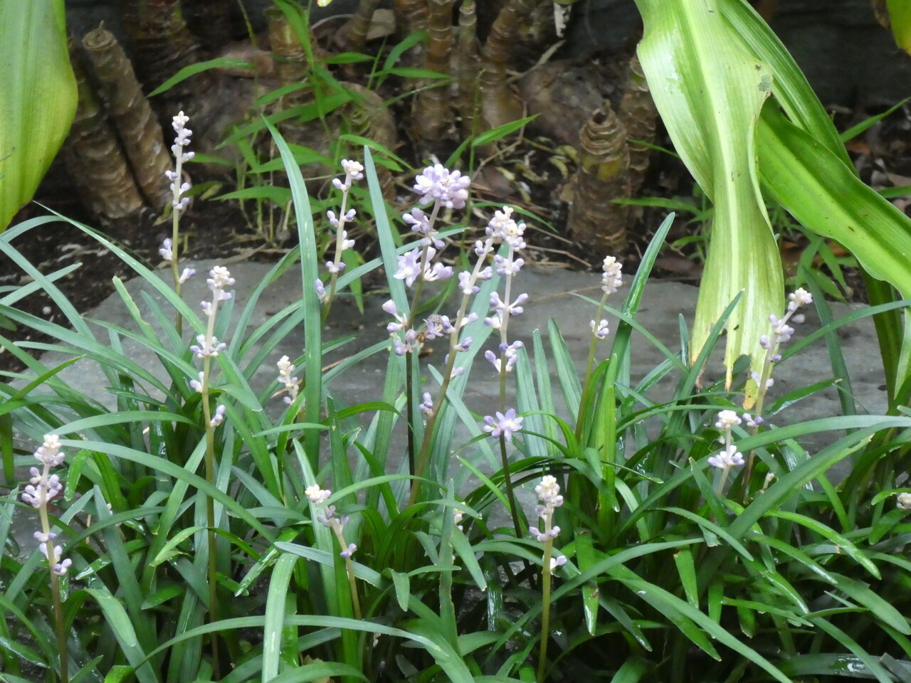 都市近郊の自然２０２０ヒメジャノメ ナミアゲハ ヤブラン コヤブラン ハギ ７月その６ 自然ふれあい記