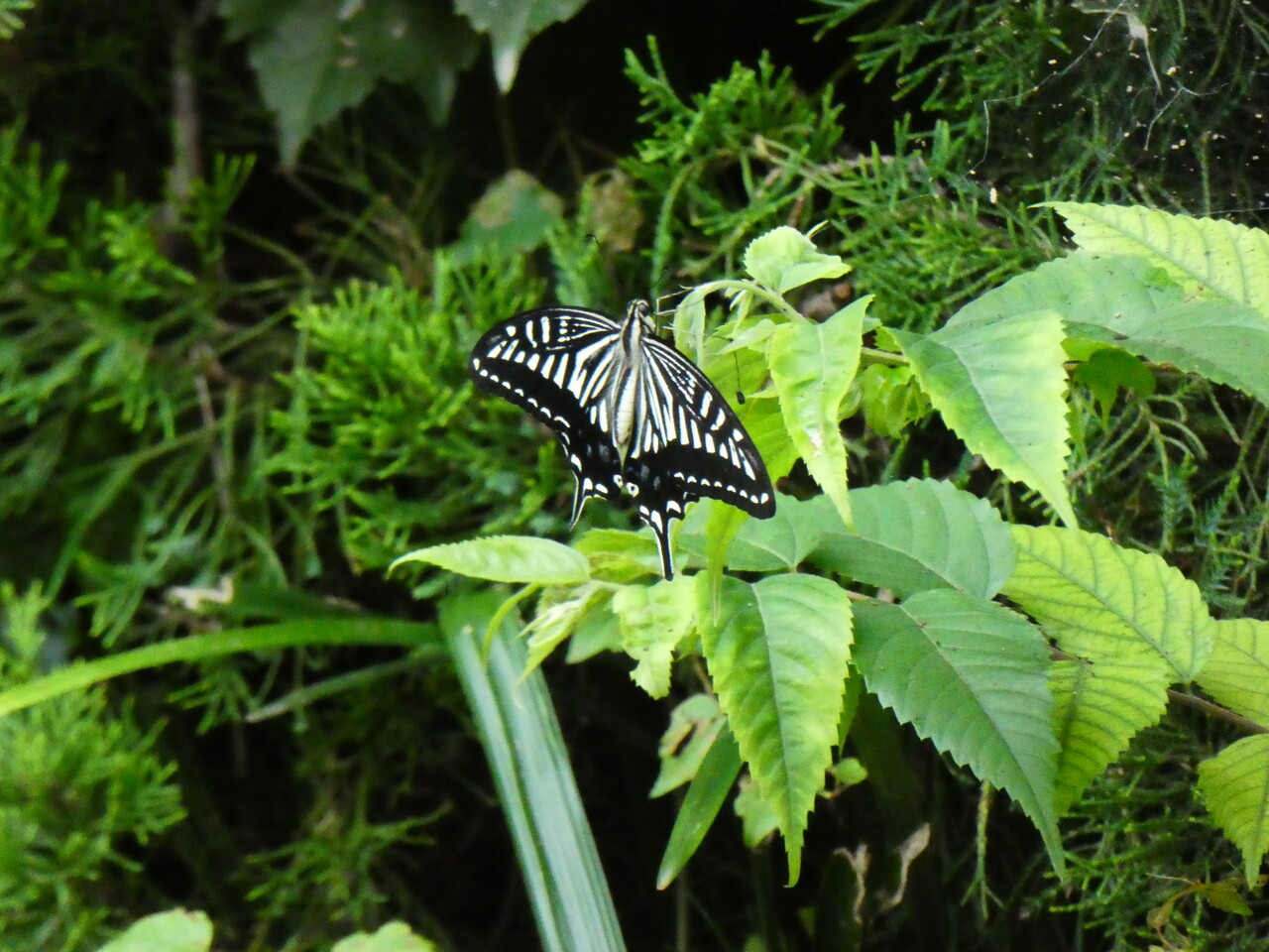 都市近郊の自然２０２０ヒメジャノメ ナミアゲハ ヤブラン コヤブラン ハギ ７月その６ 自然ふれあい記