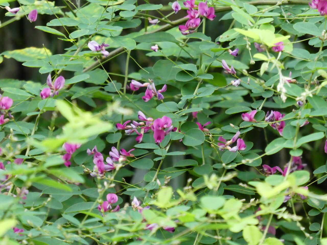 都市近郊の自然２０２０ヒメジャノメ ナミアゲハ ヤブラン コヤブラン ハギ ７月その６ 自然ふれあい記