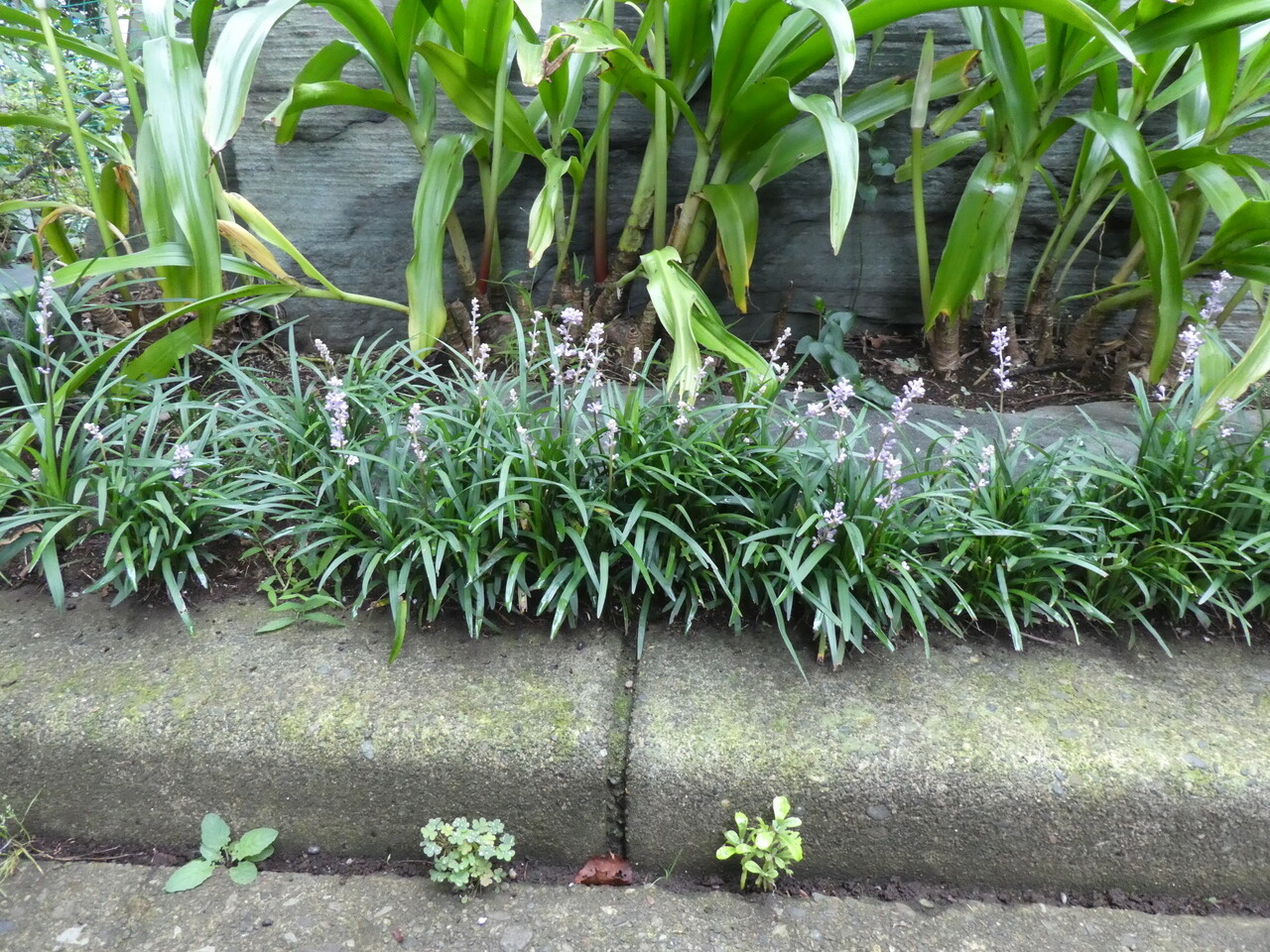 都市近郊の自然２０２０ヒメジャノメ ナミアゲハ ヤブラン コヤブラン ハギ ７月その６ 自然ふれあい記