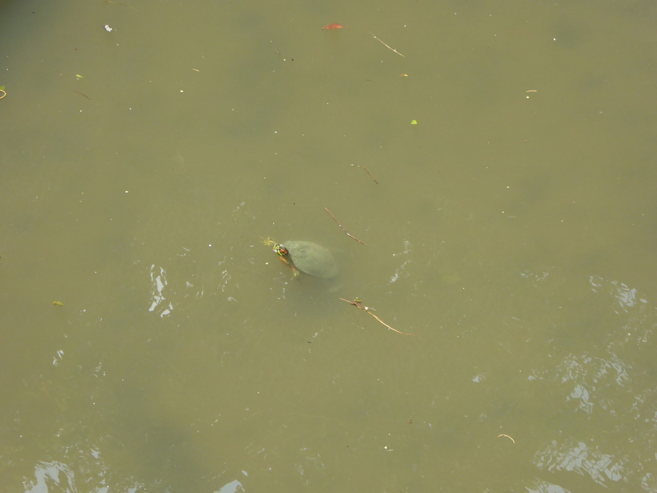 近隣の自然２０１６魚死骸を捕食するカメ ７月その４ 自然ふれあい記