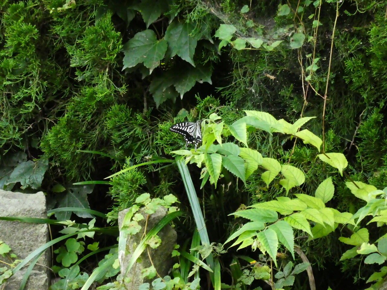 都市近郊の自然２０２０ヒメジャノメ ナミアゲハ ヤブラン コヤブラン ハギ ７月その６ 自然ふれあい記