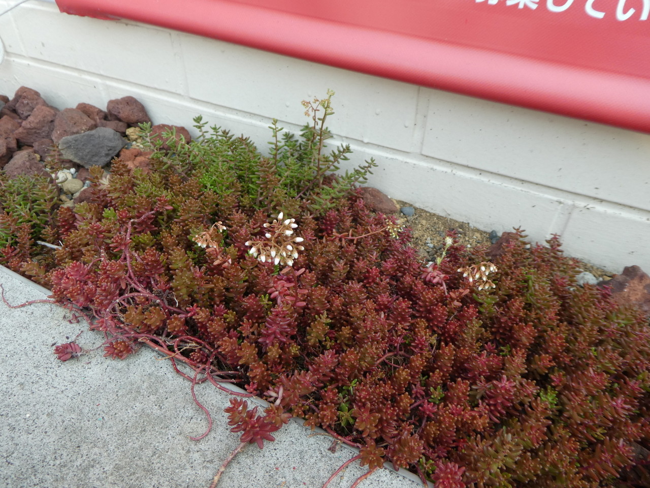 近隣の自然２０１８白花タイトゴメ ４月その１２ 自然ふれあい記