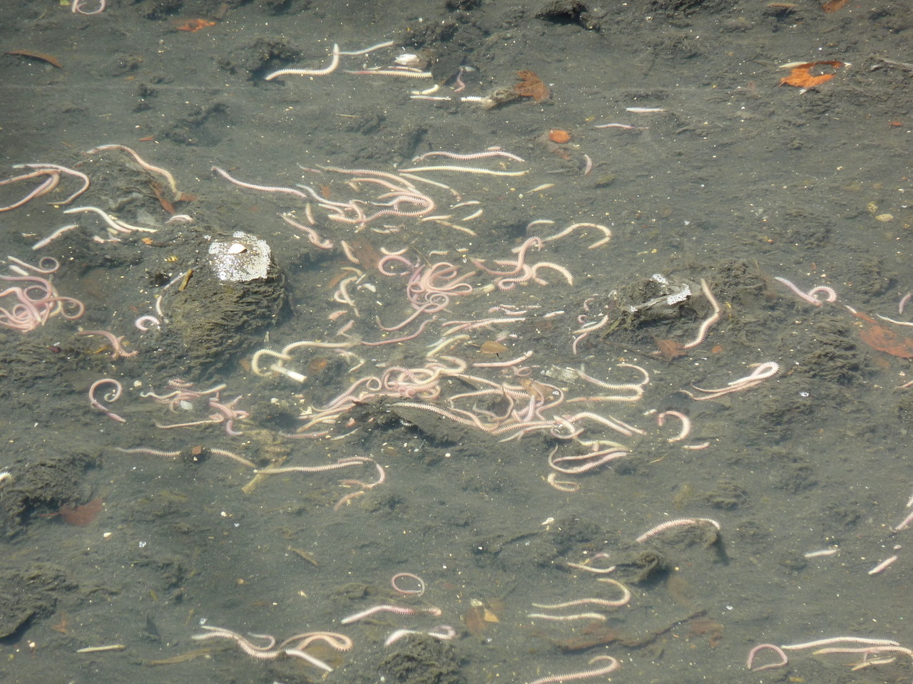 近隣の自然２０１２ ８月その３ 自然ふれあい記