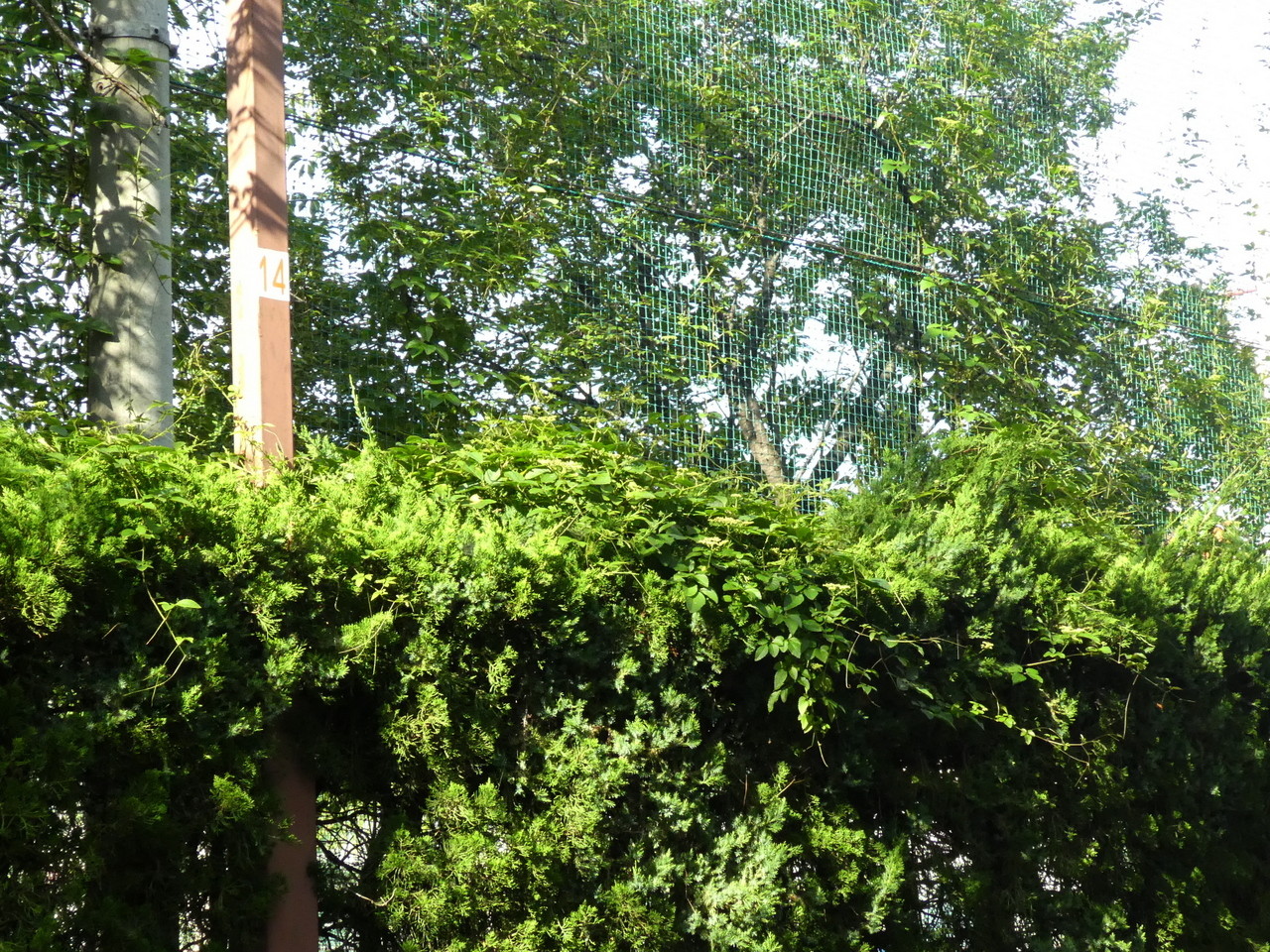 都市近郊の自然２０１９アメリカザリガニ幼体 アオギリ ガガイモ ６月その１２ 自然ふれあい記