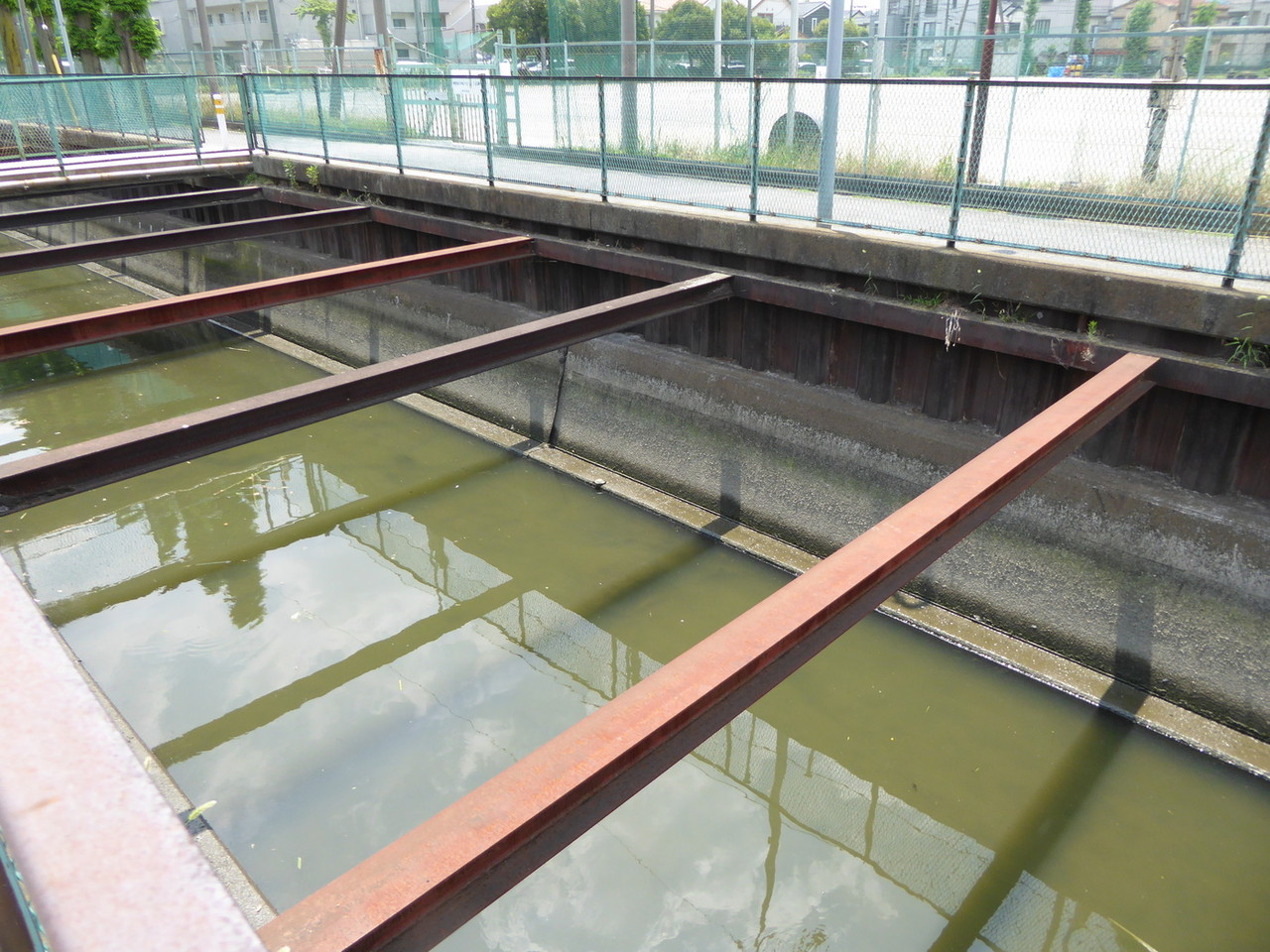 近隣の自然２０１６魚死骸を捕食するカメ ７月その４ 自然ふれあい記