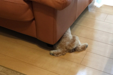 dog_03