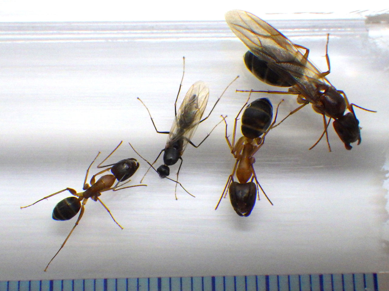 アメイロオオアリの各カースト勢ぞろい 研究室日記