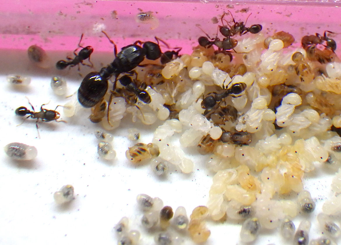 地下帝国を築く 研究室日記