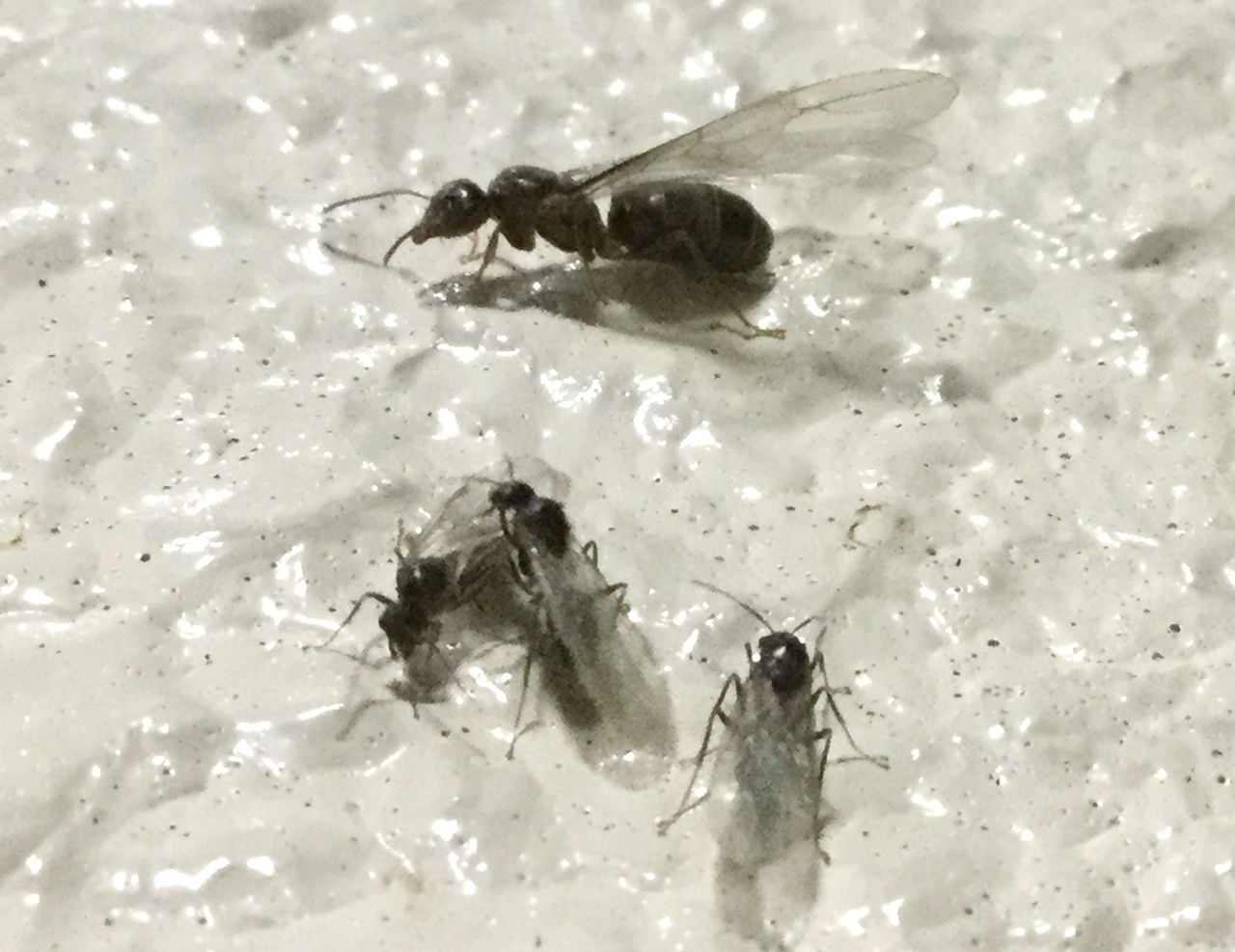 この時期に大量に飛んでるポッテリしたアリはヒアリじゃありません 研究室日記 この時期に大量に飛んでるポッテリしたアリはヒアリじゃありません 研究室日記